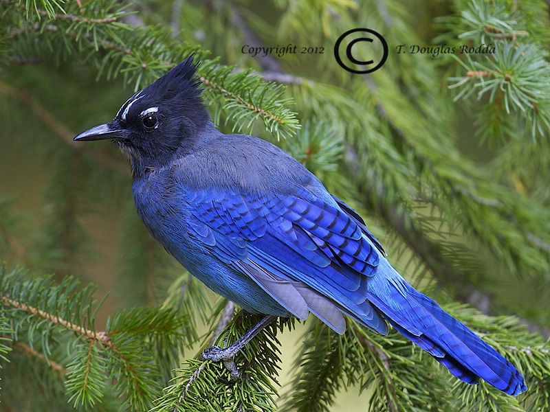 STELLARS JAY